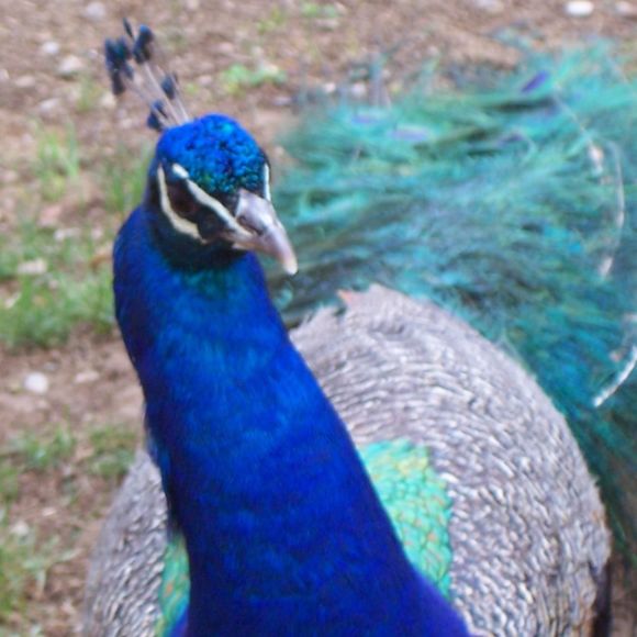 Meet your Posher, Sue - Picture 1 of 1